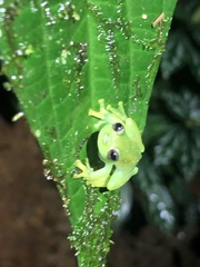 Rulyrana flavopunctata