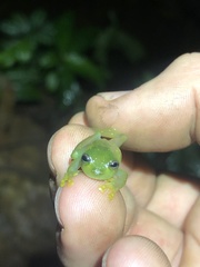 Rulyrana flavopunctata