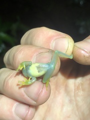 Rulyrana flavopunctata