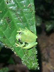 Rulyrana flavopunctata