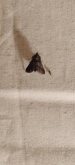 Lepidoptera