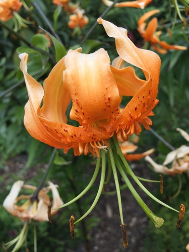 Henry's Lily (Lilium henryi)
