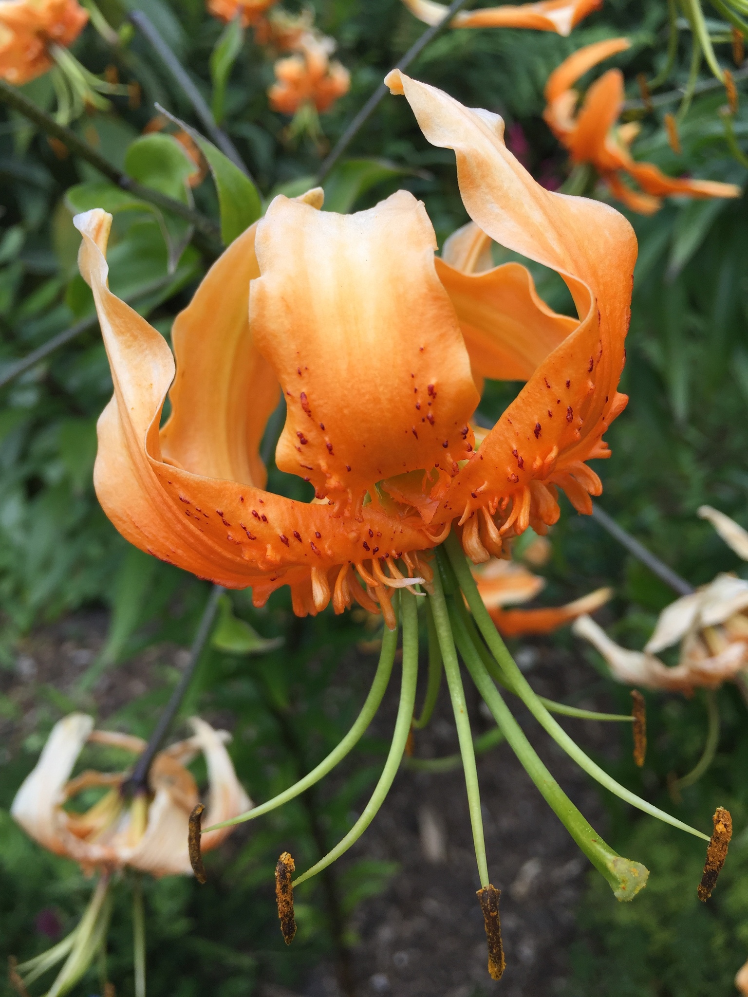 Lilium henryi