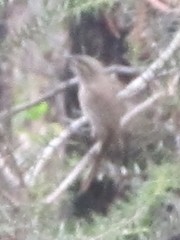 Caligavis chrysops chrysops