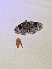 Gandaritis atricolorata