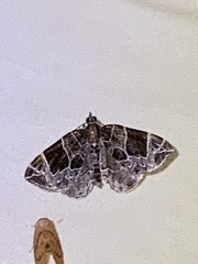 Gandaritis atricolorata