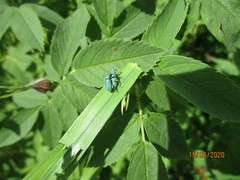 Phyllobius thalassinus