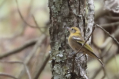 Peucedramus taeniatus