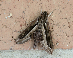 Hippotion velox
