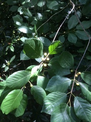 Frangula alnus
