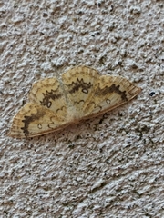 Cyclophora annularia