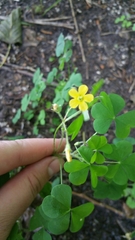 Oxalis stricta