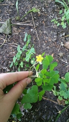Oxalis stricta