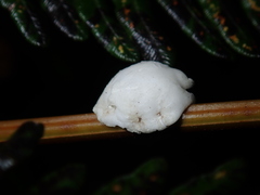 Ceroplastes destructor