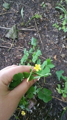 Oxalis stricta