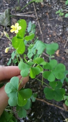 Oxalis stricta