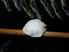 Ceroplastes destructor