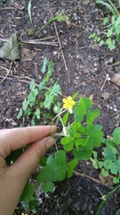 Oxalis stricta