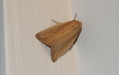 Mythimna oxygala