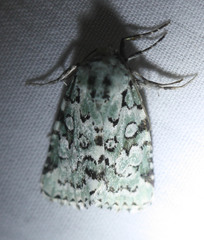 Bryolymnia viridata