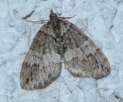 Hydriomena impluviata