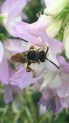 Nomada
