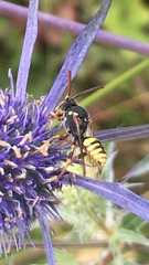 Nomada