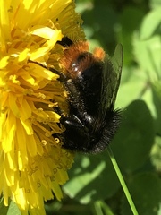 Bombus lapidarius