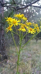 Jacobaea vulgaris