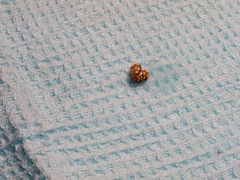 Calvia quindecimguttata