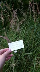 Calamagrostis epigejos