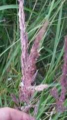 Calamagrostis epigejos