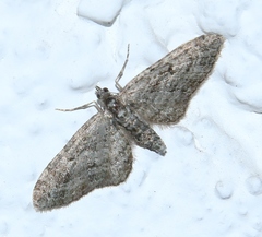 Eupithecia lariciata