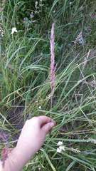 Calamagrostis epigejos