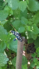 Amata ragazzii