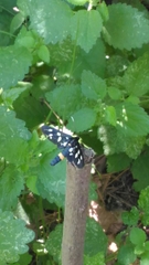 Amata ragazzii