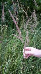 Calamagrostis epigejos