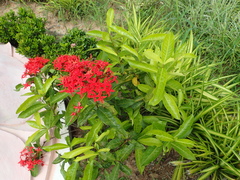 Ixora coccinea coccinea