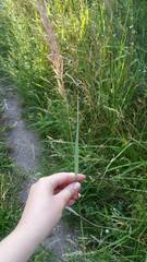 Calamagrostis epigejos