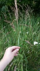 Calamagrostis epigejos
