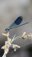 Calopteryx splendens