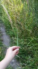 Calamagrostis epigejos