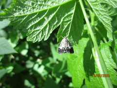 Udea hamalis