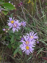Aster amellus ibericus