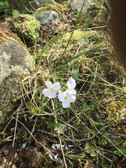 Cardamine polemonioides