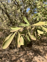 Gymnosporia glaucophylla