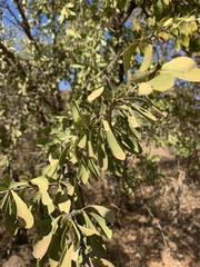 Gymnosporia glaucophylla