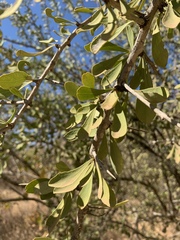 Gymnosporia glaucophylla