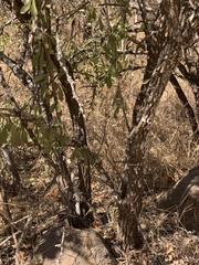 Gymnosporia glaucophylla