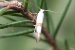 Argyresthia ivella